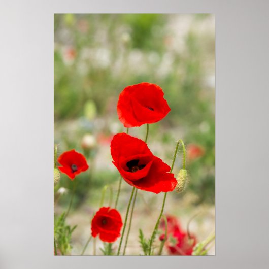 Gebied rode papaver poster (Voorkant)