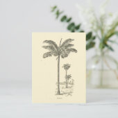 Gebied, type palmboom briefkaart (Staand voorkant)