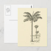 Gebied, type palmboom briefkaart (Voorkant / Achterkant)