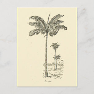 Gebied, type palmboom briefkaart