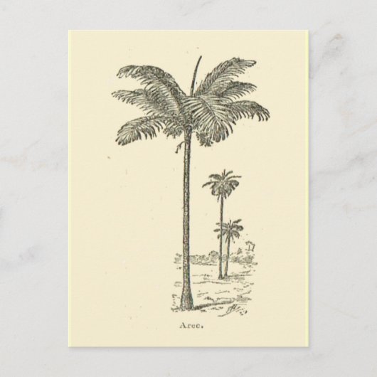 Gebied, type palmboom briefkaart (Voorkant)