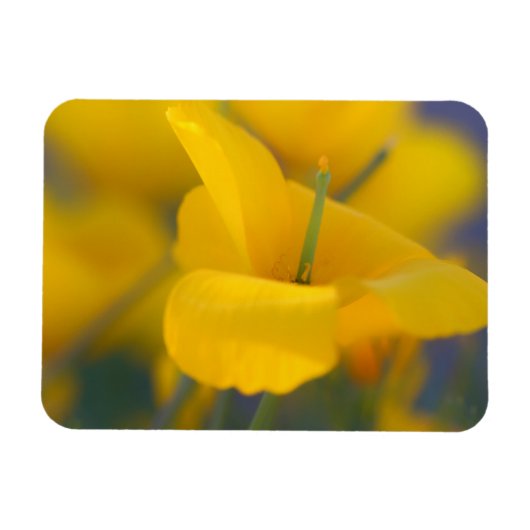 Gebied van bloeiende papaver magneet (Horizontaal)