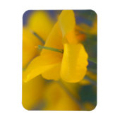 Gebied van bloeiende papaver magneet (Verticaal)