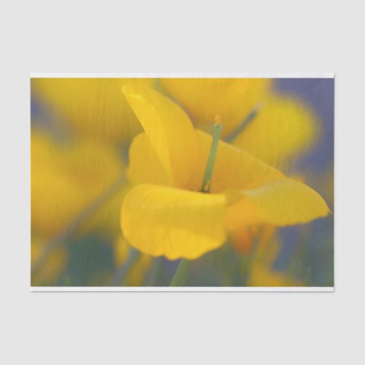Gebied van bloeiende papaver tissuepapier (Voorkant)