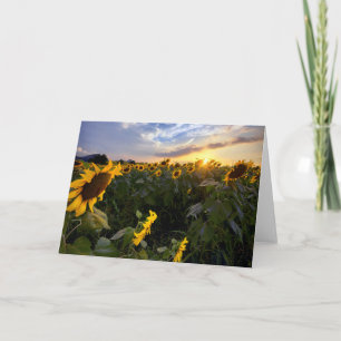 Gebied van Bloeiende Zonnebloemen Kaart