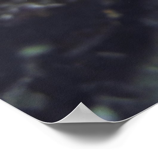 Gebied van de Cuttlefish Poster (Hoek)