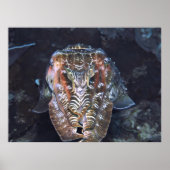 Gebied van de Cuttlefish Poster (Voorkant)