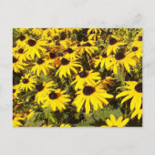 Gebied van de gele wilde bloemen briefkaart (Voorkant)