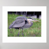 Gebied van de Grote Blauwe Reiger Poster (Voorkant)
