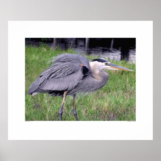 Gebied van de Grote Blauwe Reiger Poster (Voorkant)