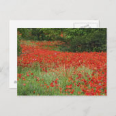 Gebied van de hybride papaverbloemen langs briefkaart (Voorkant / Achterkant)