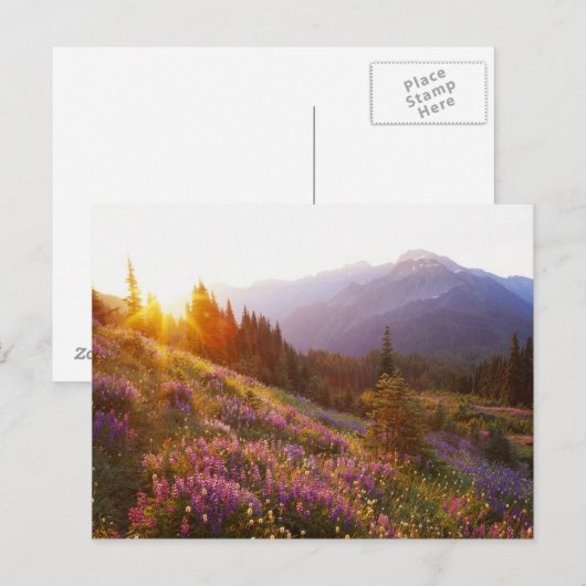 Gebied van de lupine- en Olympisch gebergte op Briefkaart (Voorkant / Achterkant)