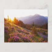 Gebied van de lupine- en Olympisch gebergte op Briefkaart (Voorkant)