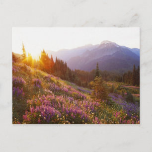 Gebied van de lupine- en Olympisch gebergte op Briefkaart