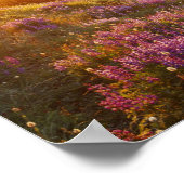 Gebied van de lupine- en Olympisch gebergte op Poster (Hoek)