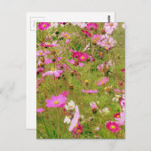 Gebied van de roze bloemen briefkaart (Voorkant / Achterkant)