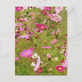 Gebied van de roze bloemen briefkaart
