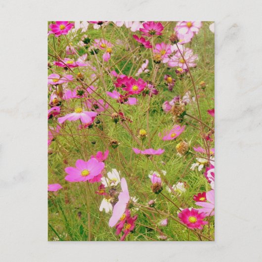 Gebied van de roze bloemen briefkaart (Voorkant)