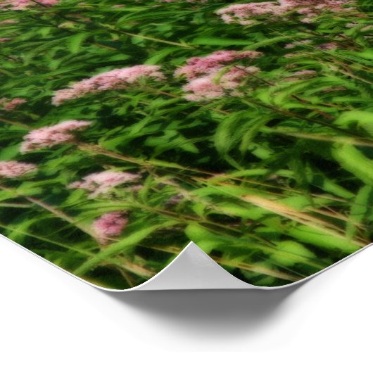 Gebied van de Sweet Joe Pye Weed Flowers Orton Art Poster (Hoek)