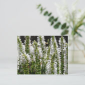 Gebied van de Witte Bloemen van de Lavender Briefkaart (Staand voorkant)