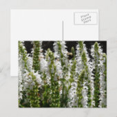 Gebied van de Witte Bloemen van de Lavender Briefkaart (Voorkant / Achterkant)