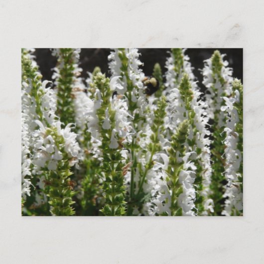 Gebied van de Witte Bloemen van de Lavender Briefkaart (Voorkant)