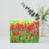 Gebied van het Briefkaart van Tulpen (Staand voorkant)