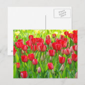 Gebied van het Briefkaart van Tulpen (Voorkant / Achterkant)