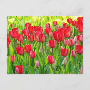 Gebied van het Briefkaart van Tulpen