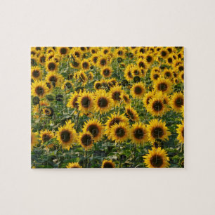 Gebied van het Raadsel van Zonnebloemen Legpuzzel