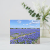 Gebied van Hyacinths Papier (Staand voorkant)