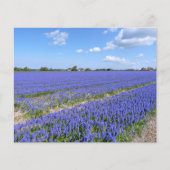 Gebied van Hyacinths Papier (Voorkant)