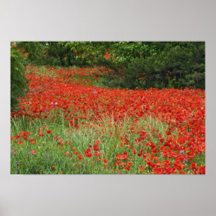 Gebied van hybride papaverbloemen geplant langs poster