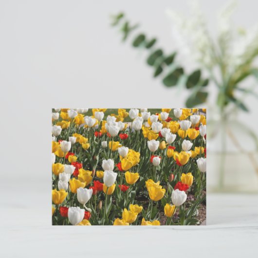 Gebied van kleurrijke rode witte & gele tulpen briefkaart (Staand voorkant)