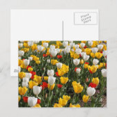 Gebied van kleurrijke rode witte & gele tulpen briefkaart (Voorkant / Achterkant)