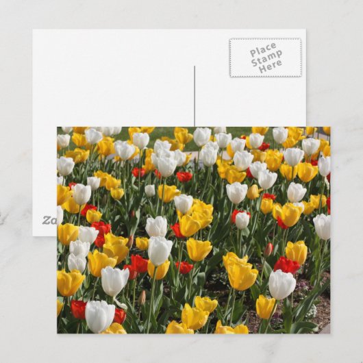 Gebied van kleurrijke rode witte & gele tulpen briefkaart (Voorkant / Achterkant)
