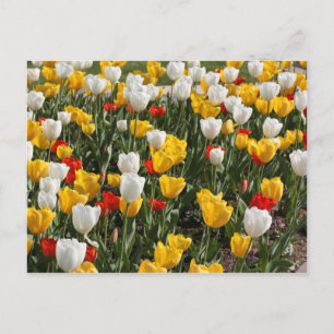 Gebied van kleurrijke rode witte & gele tulpen briefkaart