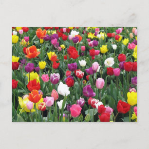 Gebied van kleurrijke Tulpen Briefkaart