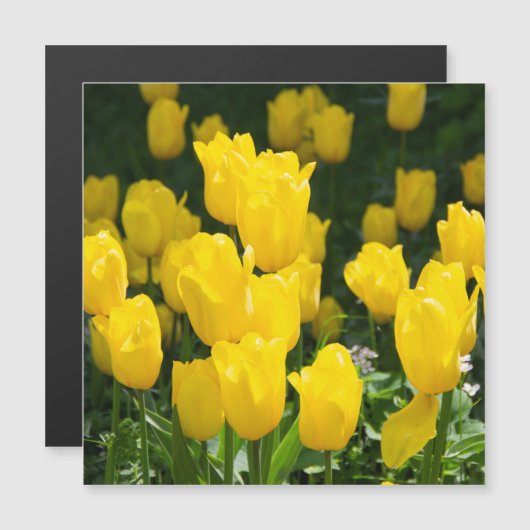 Gebied van lichtgele tulpen (Voorkant / Achterkant)