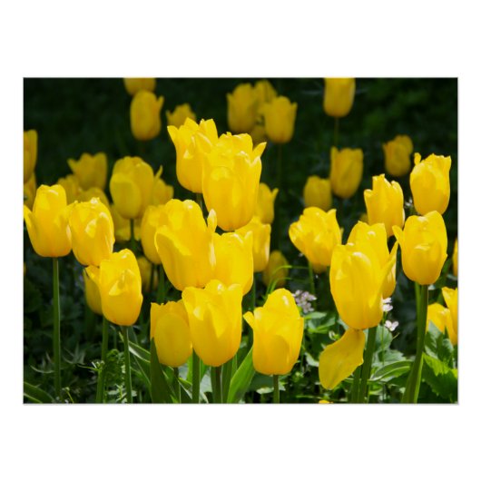 Gebied van lichtgele tulpen perfect poster (Voorkant)