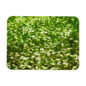 Gebied van Oxeye Daisies Abstract Impressionisme Magneet (Horizontaal)