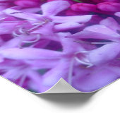 Gebied van Paars Poster (Hoek)