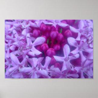 Gebied van Paars Poster