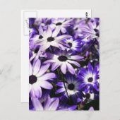 Gebied van Paarse Briefkaart (Voorkant / Achterkant)