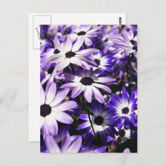 Gebied van Paarse Briefkaart (Voorkant / Achterkant)