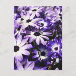 Gebied van Paarse Briefkaart