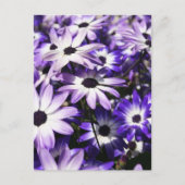 Gebied van Paarse Briefkaart (Voorkant)