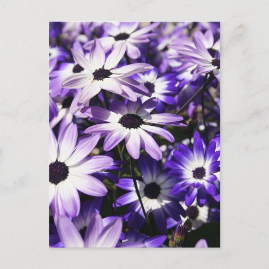 Gebied van Paarse Briefkaart (Voorkant)