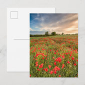 Gebied van Papavers Briefkaart (Voorkant / Achterkant)