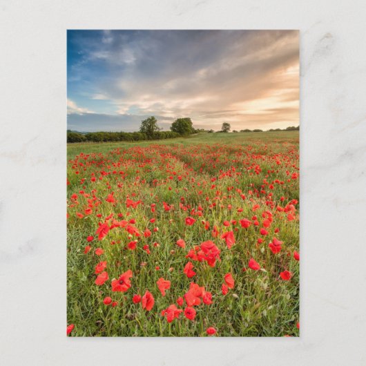 Gebied van Papavers Briefkaart (Voorkant)